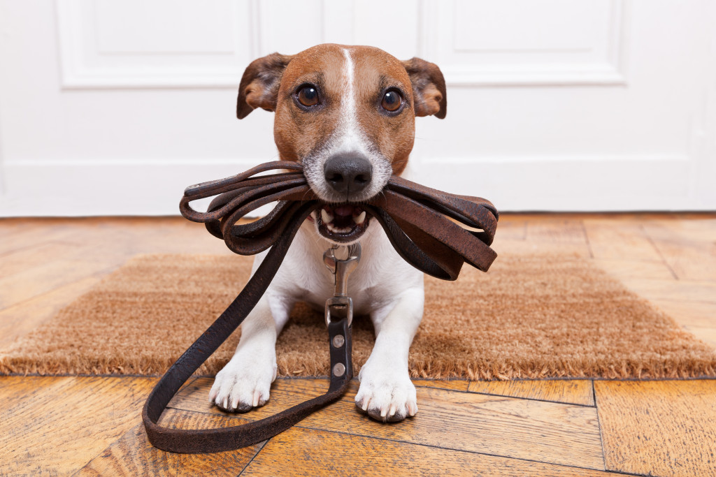 puppy with leash collar