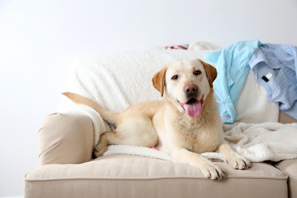 dog on the couch