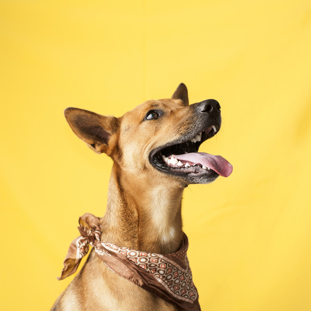 dog wearing a scarf