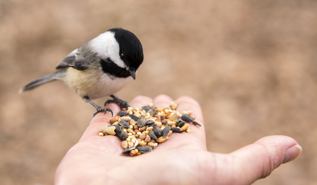 Small bird eating feeds