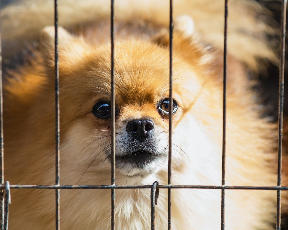 Long-coated Brown Puppy Inside Cage