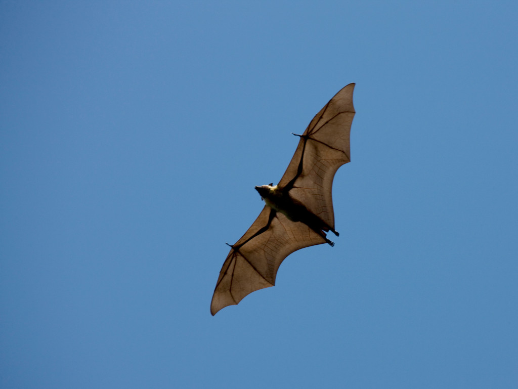 Flying bat