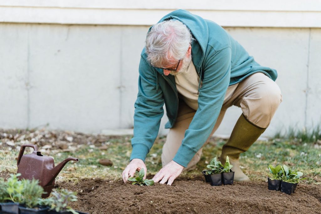 Elderly Man Planting in a Soil