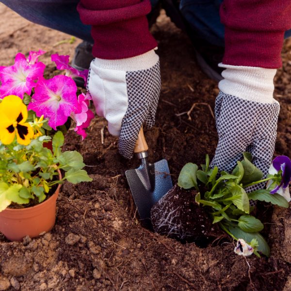 planting flowers in soil