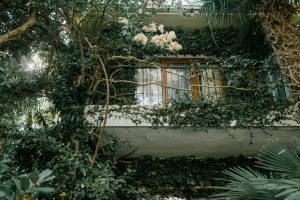 Why Is My Bougainvillea Not Blooming? What You Might Be Doing Wrong