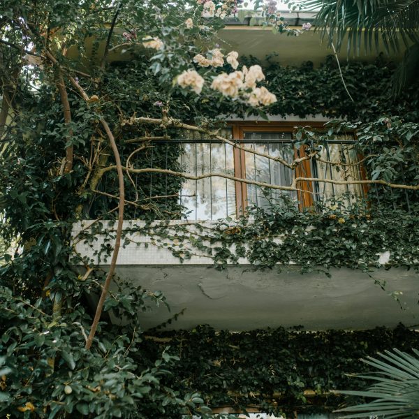 Why Is My Bougainvillea Not Blooming? What You Might Be Doing Wrong