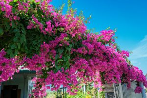 Is Bougainvillea Poisonous to Dogs? A Guide for Pet-Friendly Gardens