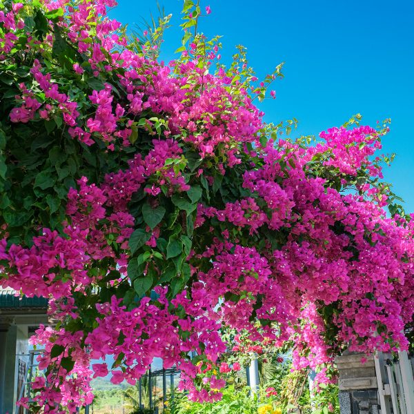 Is Bougainvillea Poisonous to Dogs? A Guide for Pet-Friendly Gardens